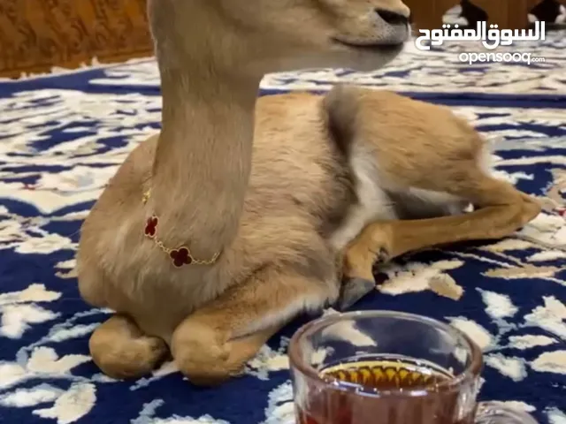 غزال الدماني