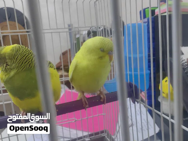عصافير الحب ذكر وأنثى صحه جيدا مع القفص فيه طعام العصافير