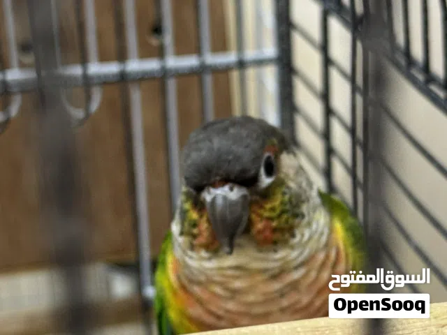 ببغاء كنيور يالو سايد(لايوجد توصيل) ببغاء صحه ممتاز جدا في بيئه صحيه الببغاء يخاف شوي عض خفيف