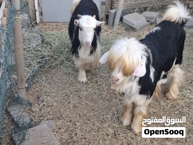 حلال رحبي اصل للبيع