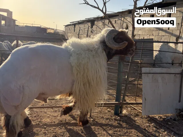 كبش كويتي للبيع