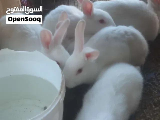 ارانب ذكور فقط