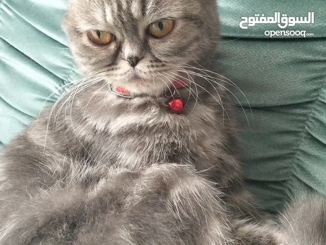 سكوتش فولد
