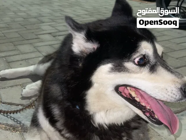 نوع الكلاب هاسكي انثى و حامل