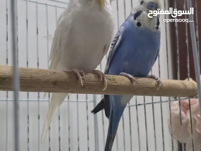 زوج بادجي للبيع