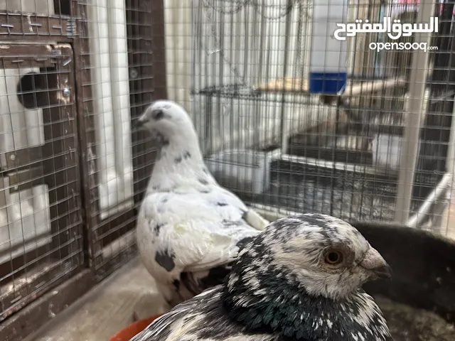 حمام اجنبي للبيع