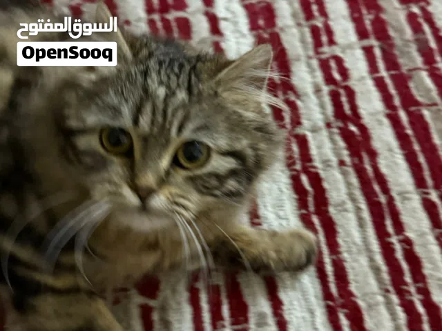 قطه فارسى للتبنى مجانا  مع ليتر بوكس  مجانأ