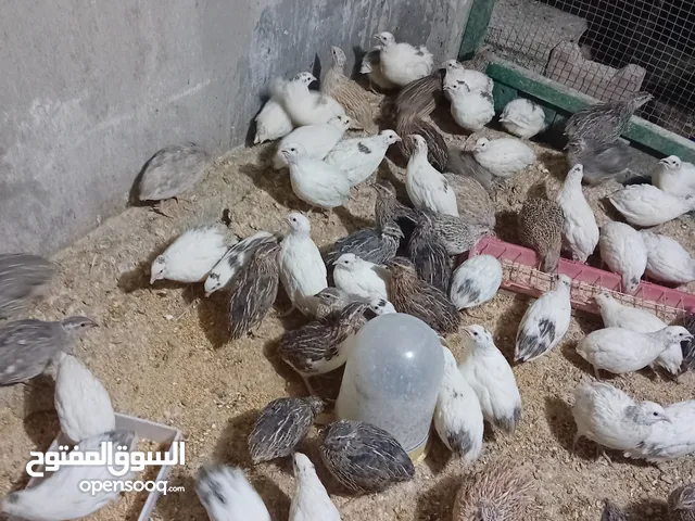 سمان للبيع