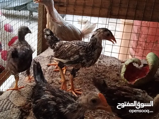 دجاج عرب كبار عدد ثنين وحده على 15 والزغار عدد خمسه كلهن ب30