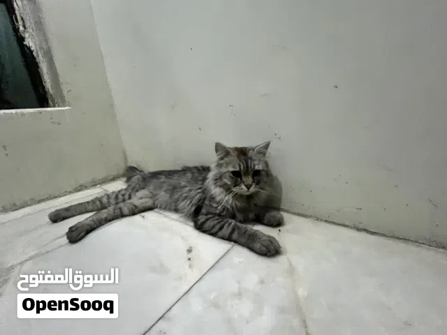 قط حصلنه للتبني مجاناً للتوصل عمره 9.  اشهر