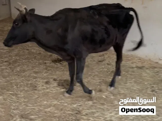 حلال للبيع