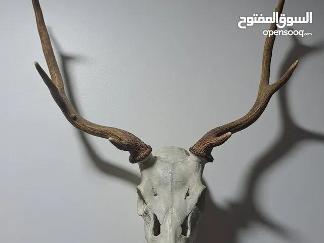 حيوانات محنطه  High quality stuffed animals