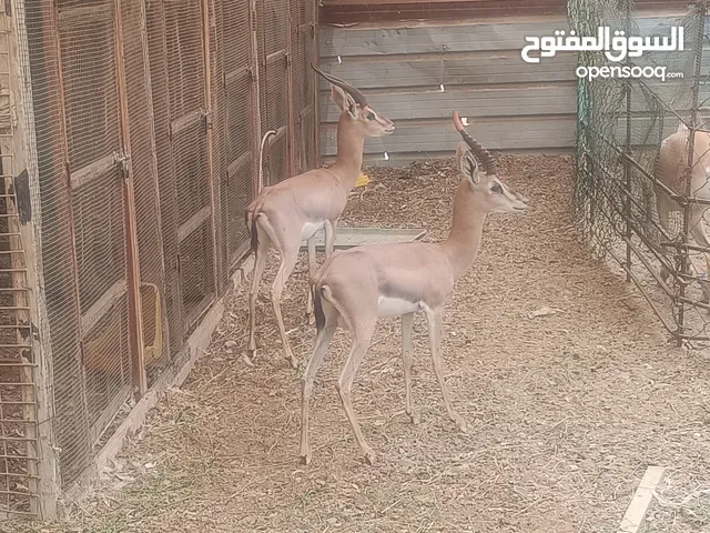 ثلاثه ذكور غزلان