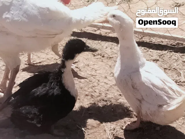 بط للبيع بسعر مغري جداً