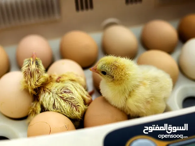 Broiler hatching and layers chicks and eggs Ross 308 and Cobb 500