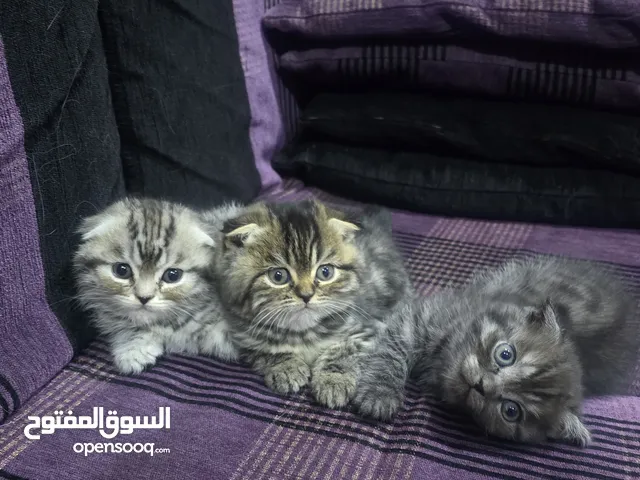 (الاتطلاع على الوصف ) 3 ذكرور سكوتش دبل فولد للبيع