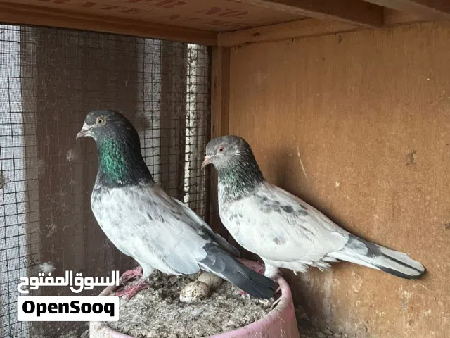 حمام مستورد