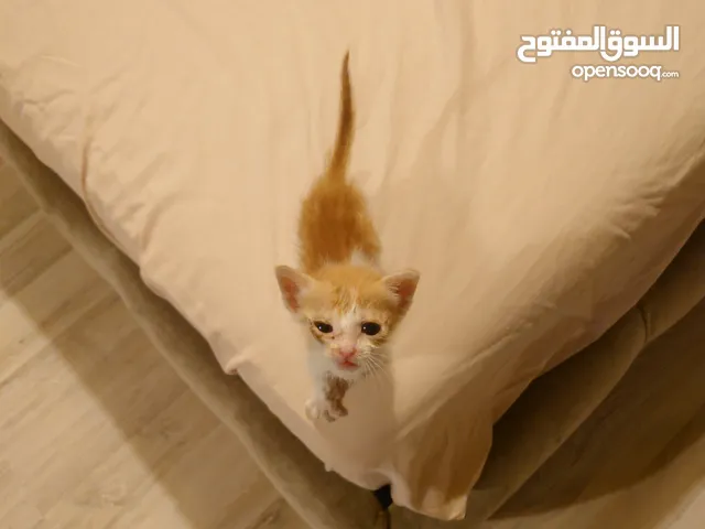 قط صغير مكس عمر 5 أسابيع، ربي على كيفك kitten 5 weeks old, mix