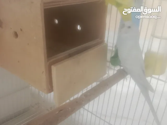 طيور البادجي أليفة