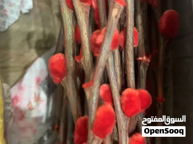 ورق صفصاف طبيعي