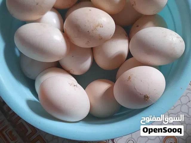 يتوفر بيض دجاج طازج للاكل عدد محدود وبيض بشوش عدد محدود وملقح يفيد للتفقيس. وعندي بشوش ابيع فحوله