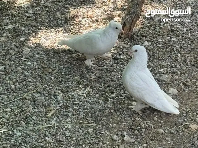 زوج مكاوي اصل خالي من الأمراض