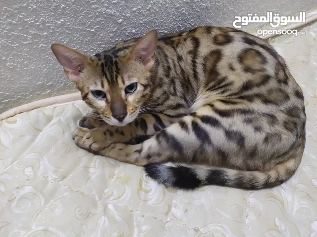 قط بنغال نادر انثى عمر متوسط جميلة جدا