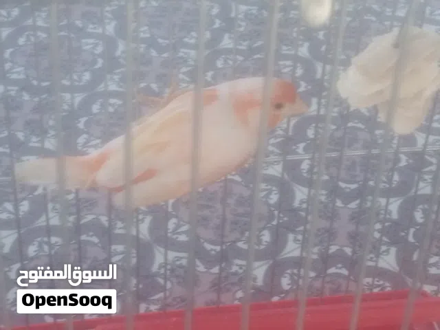 طير كنار ميوزك اجنبي زي النار ما شاء الله باللون الاحمر و الابيض