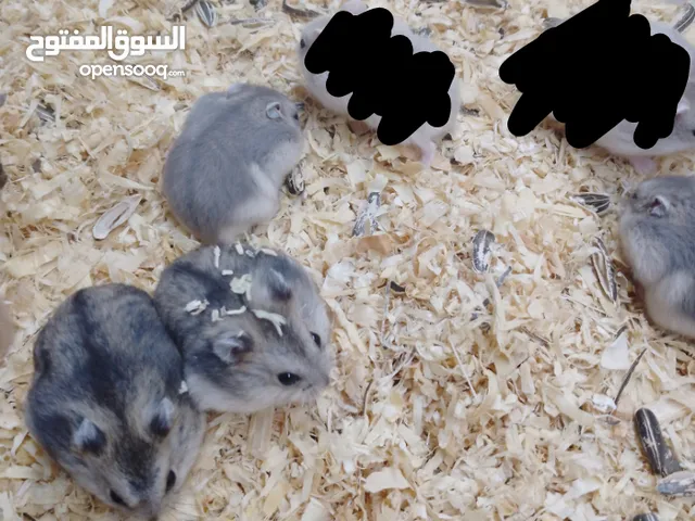 كمية جديدة من صغار الهامستر الروسي القزم الوان جديدة عمر 25-20 يوم