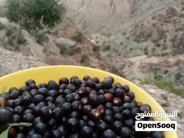 فاكهة البوت الجبلي