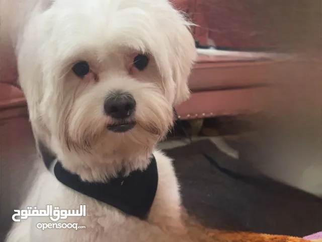 بيع جلب مالتيز