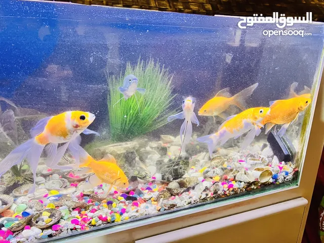 Computer Tables, DiningTable,Guitar,Samsung TV,Custom made aquarium with fishes -urgent sale