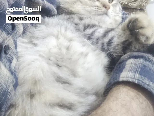 قطط للبيع 2