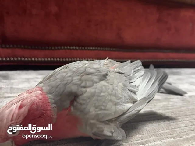 كوكاتو غالا مع قفصه