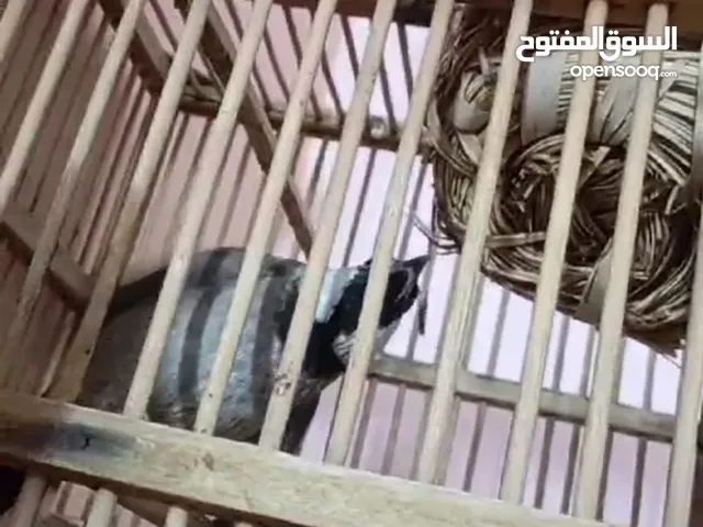 بلبل نثيه مزواف فول شراي يتصل والله مزواف تأخذه تطبكه ع فحل كبل شرط