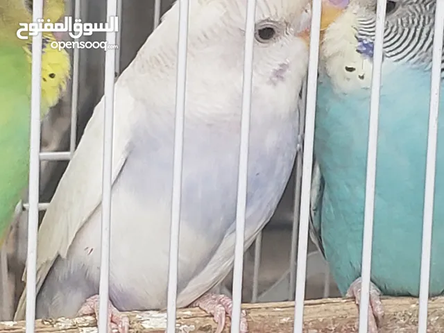 طيور العشاق 2025 طيور الحب