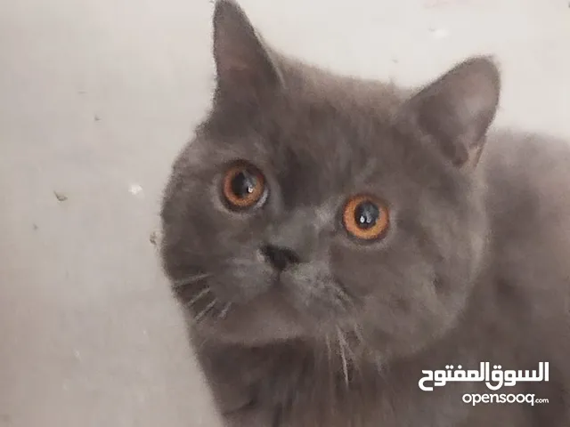 قط شارتروه