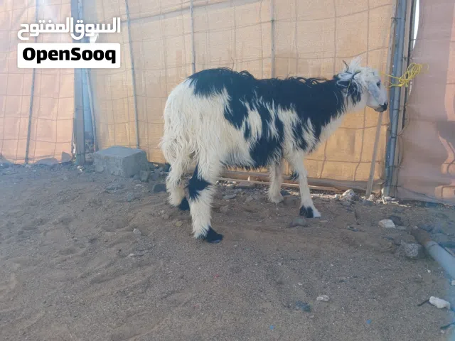 كبش نجدي العمر 8 شهور