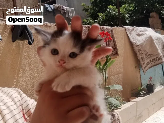 قطه شرازي للبيع بنغازي الليتي