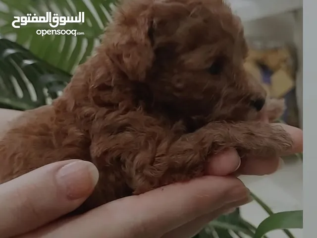للبيع يرو ذكر توي بودل بني غامج
