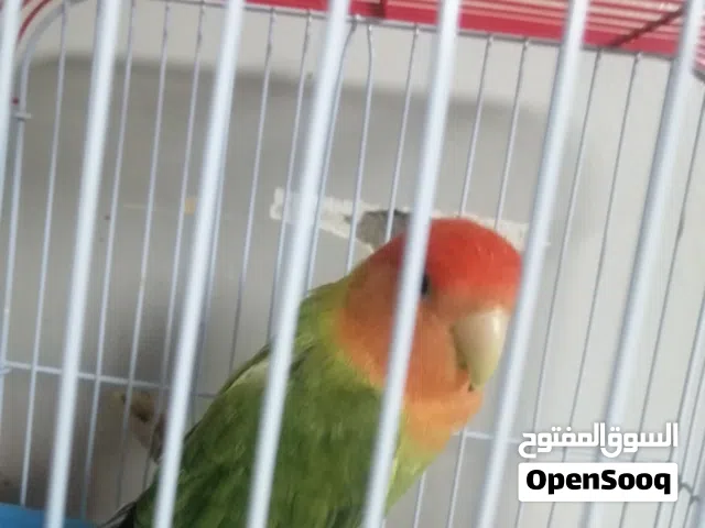 سلام عليكم ذكر روز منتج ابلاين اخضر إقراء الوصف مهم جدا