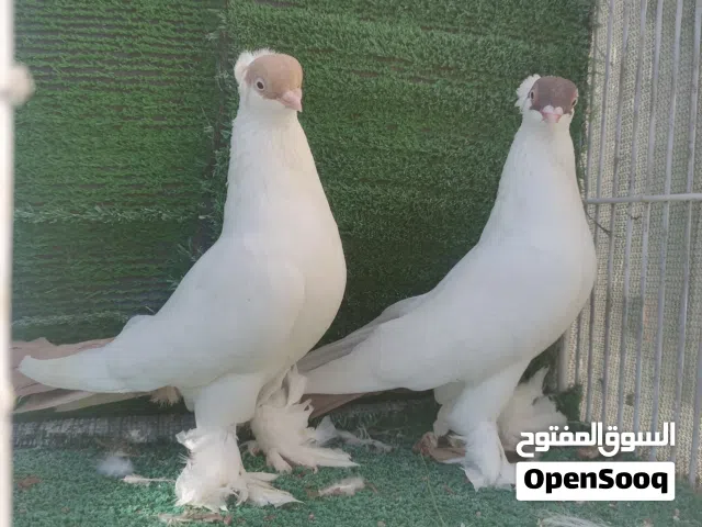 جوز بلوني الماني