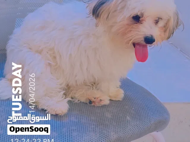 كلبه للتزاوج