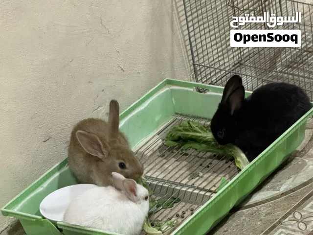 3 ارانب للبدل