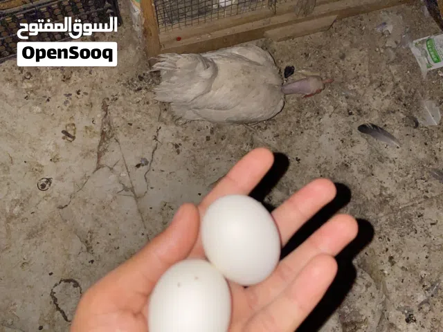 دجاجه ام ركيبه بياضه