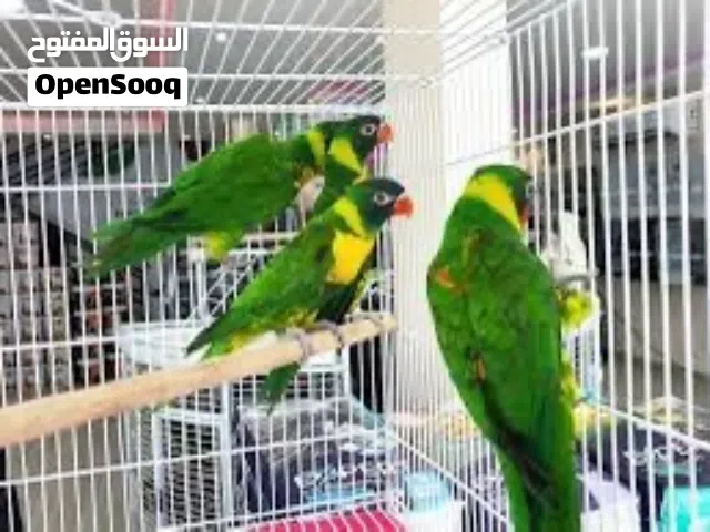 ببغاء لوري اقرأ الوصف