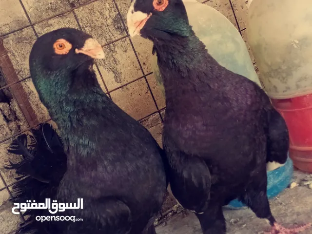 جوز مساويد