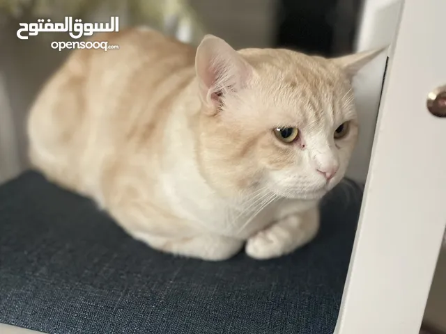 Free adoption Charming Creamy Ginger Cat Looking for a Loving Home