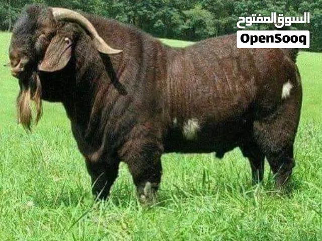 مطلوب برشنيه حايل موس