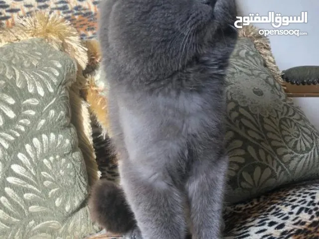 ذكر بريتش للتزاوج